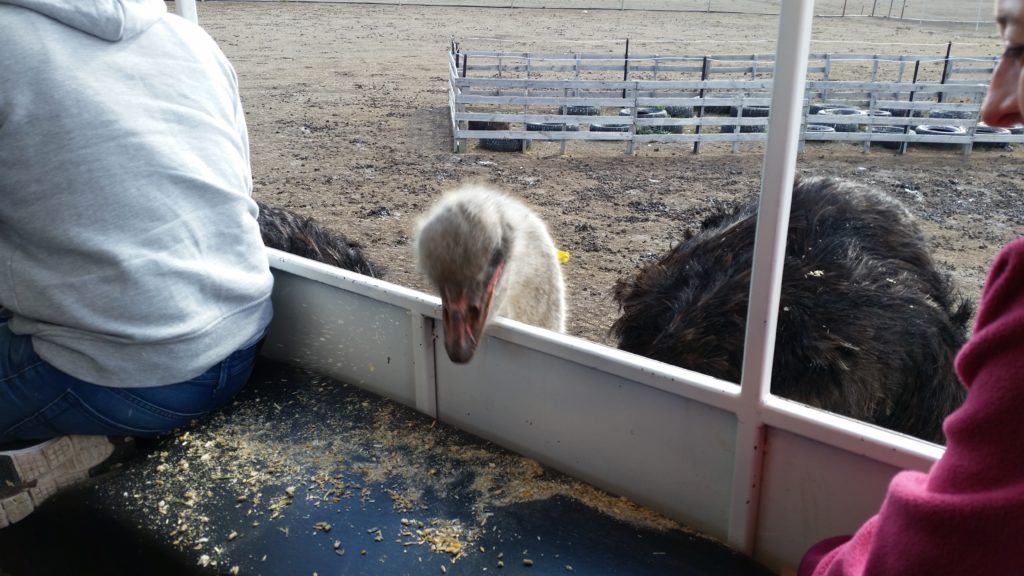 Ostrich Feeding