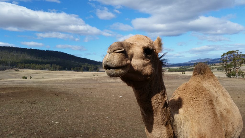 Camel Feeding