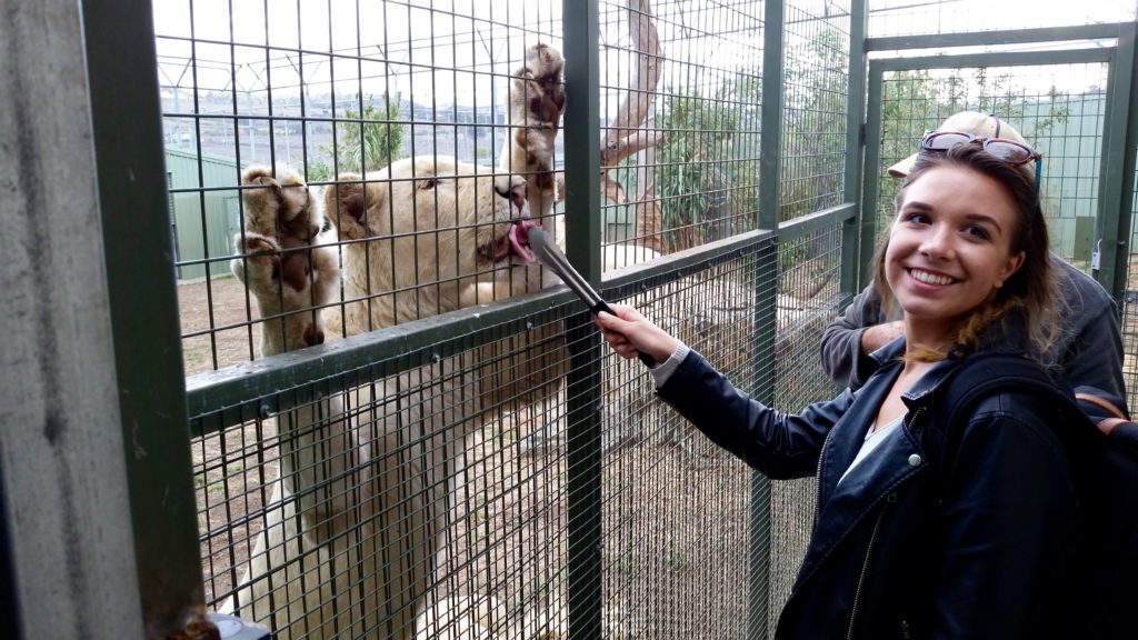 Lion Feeding