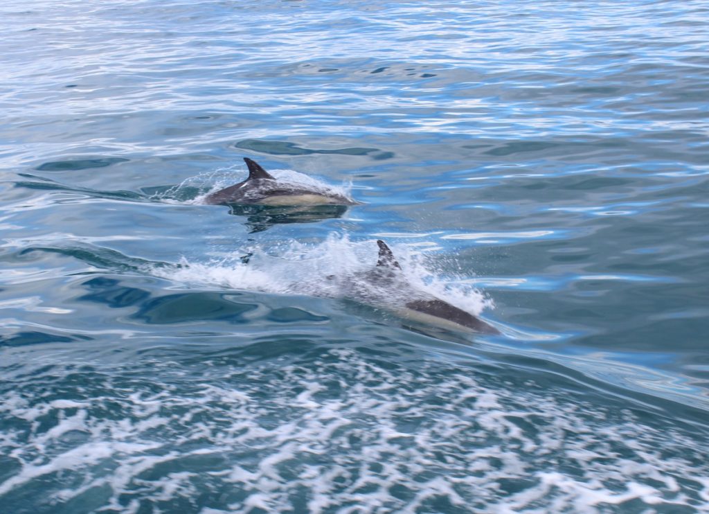 Cruising Around Freycinet National Park with Wineglass Bay Cruises