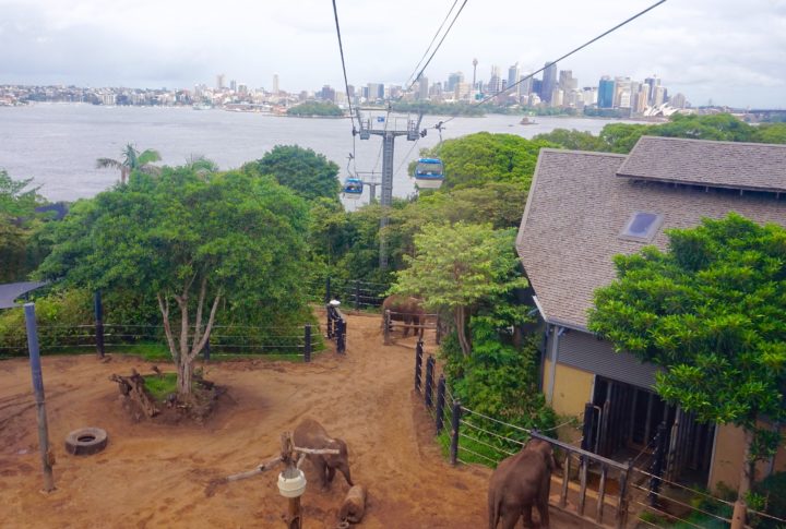 Travel Diary: Taronga Zoo- Sydney, Australia