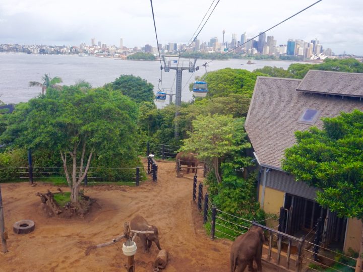 Travel Diary: Taronga Zoo- Sydney, Australia