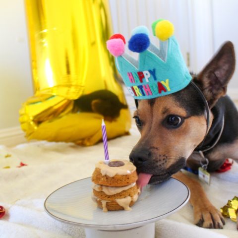 Easy DIY Puppy Birthday Cake