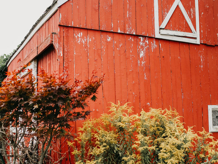 lavender farm tour melbourne